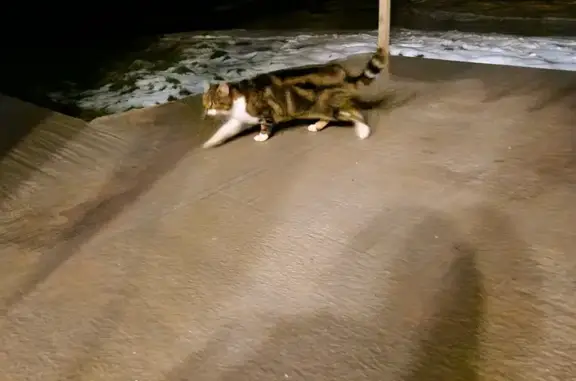 Chat trouvé , photo: Chat tigré trouvé, Route des Evelines