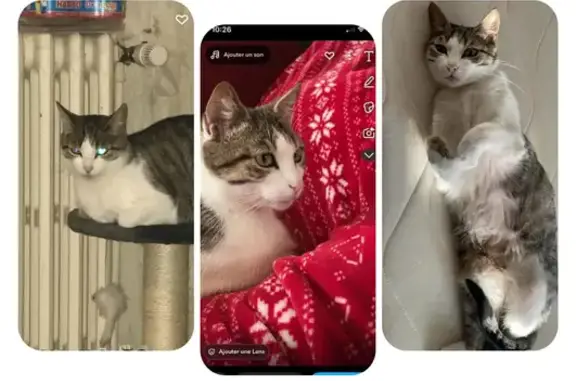 Animaux perdus , photo: Chatte tigrée gris-blanc perdue à Pagny