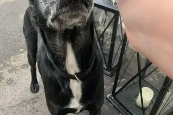 Chien errant trouvé à Marly - photo