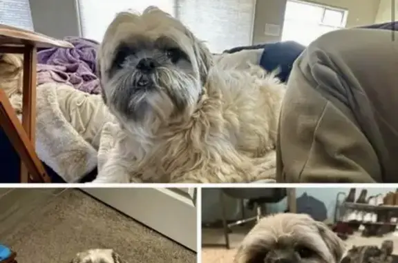 Lost Tan Shih Tzu: Short Hair, Big Smile