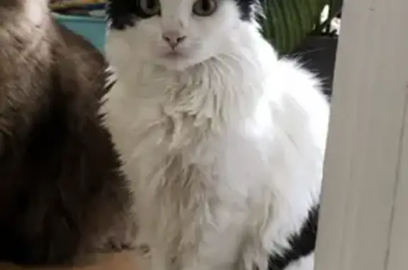 Animaux perdus Boulogne-Billancourt, photo: Chatte noire et blanche perdue à Boulogne