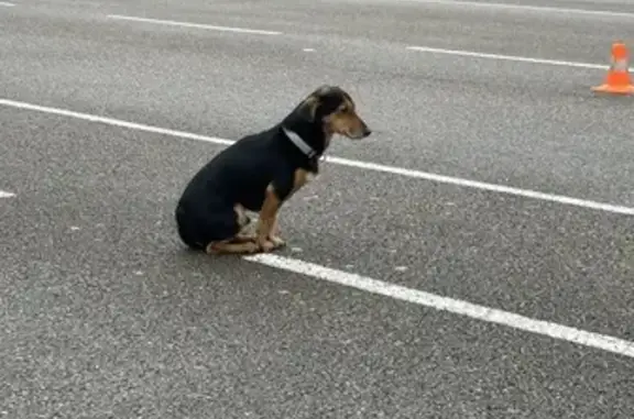 Chien craintif trouvé à Cucq ce matin - photo