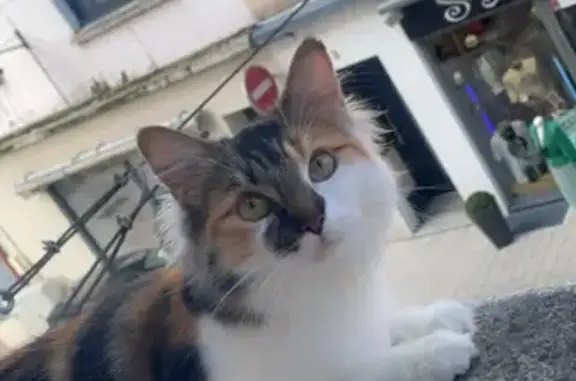 Chatte tricolore disparue à Sarreguemines - photo