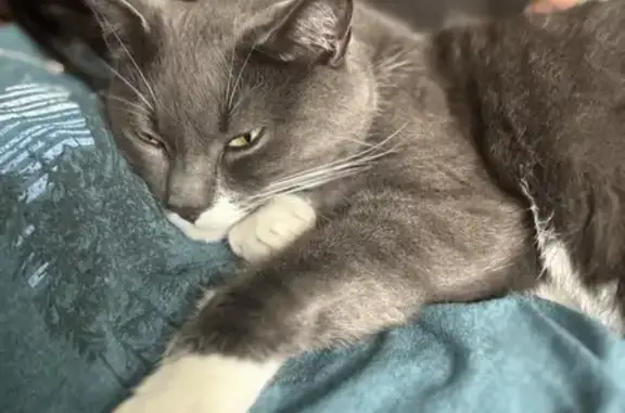 Help Find Archie: Friendly Gray Cat Lost