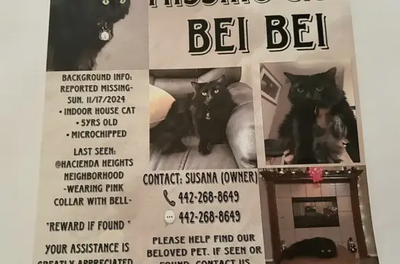 Lost: Black Cat with Pink Collar, 69017