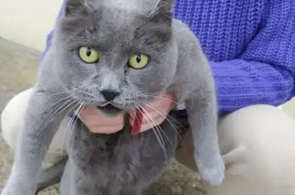Chat trouvé , photo: Chat gris trouvé avec collier rouge