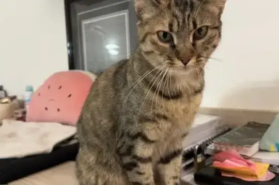 Animaux trouvés La Rochelle, photo: Chat tigré trouvé à La Rochelle