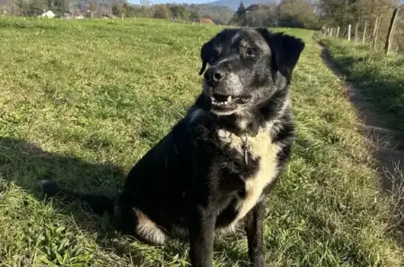 Chien perdu : Labrador croisé Berger Australien - photo