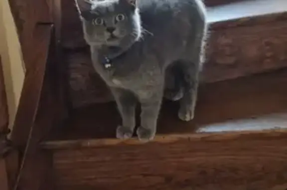 Chat perdu : Jacky, collier bleu, Vierzon - photo