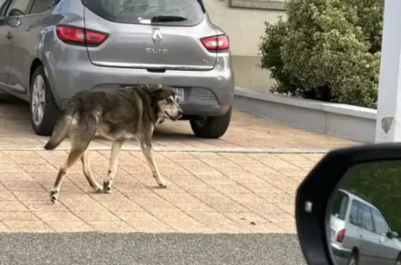 Chien berger noir/beige vu à Montbrison - photo