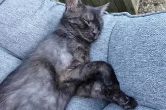 Chatte noire Isis disparue à Spay - photo