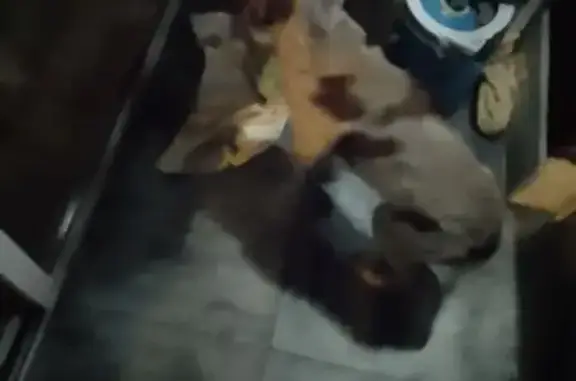 Chien épagneul breton trouvé à Pihem - photo