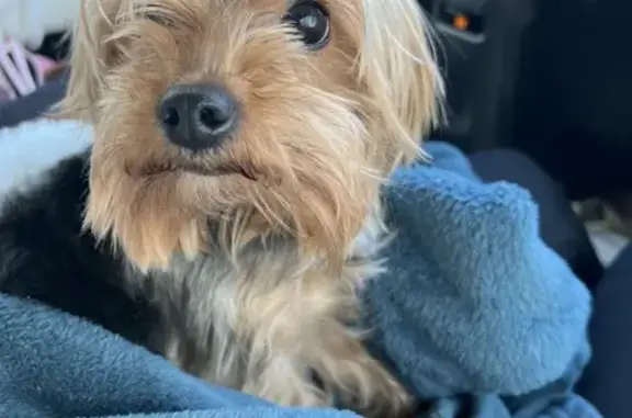 Found Yorkie Near Sunoco on Sharpe Rd