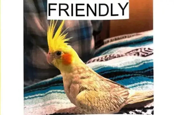 Lost Cockatiel: 