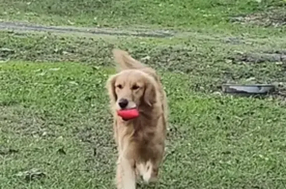 Found Golden Retriever on Mary Ellen Dr