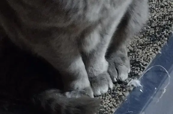 Unique Cat Needs Help: Found on Divis Ave