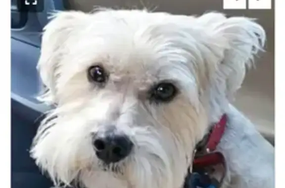 Lost Schnauzer Mix: Old, Deaf & Blind