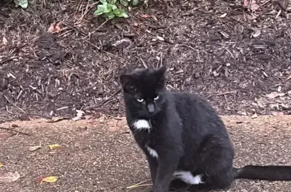 Lost Scared Black Kitty in Germantown