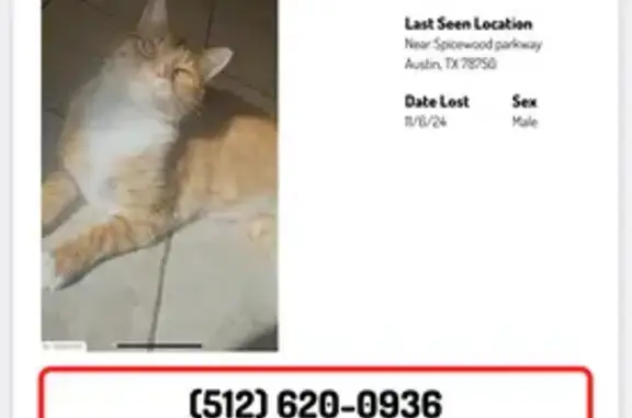 Lost Orange Tabby Cat in Austin Area