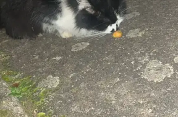 Chat trouvé Saint-Nabord, photo: Chat câlin trouvé à la Station de Saint-Nabord