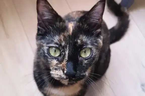 Animaux perdus Nantes, photo: Chat écaille de tortue perdu à Nantes