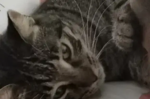 Chat perdu : Tigrou, 2 ans, Roquebrune - photo