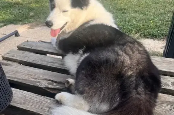 Husky-Samoyède perdu, yeux bleus, Dardilly - photo