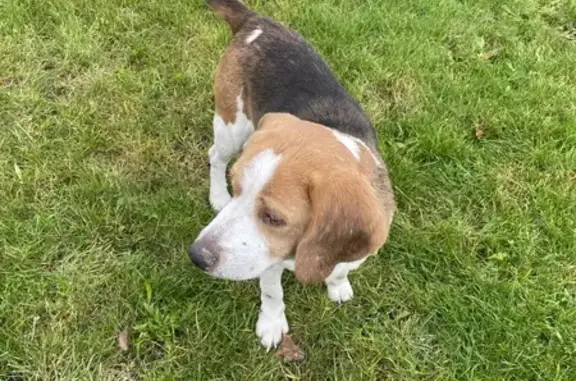Animaux trouvés , photo: Beagle trouvé sans collier à Les Bordes