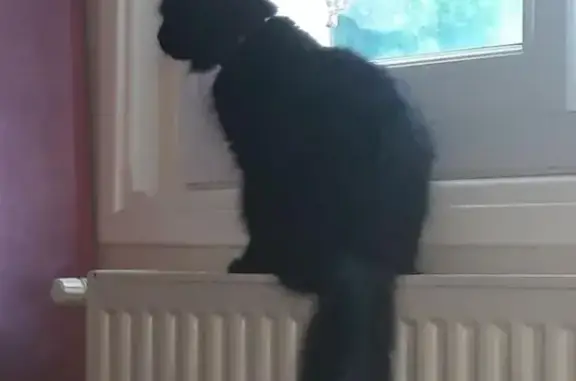 Chat perdu, Saint-Palais-sur-Mer, photo: Chatte noire craintive perdue à Saint-Palais