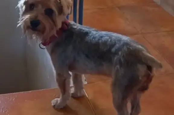 ¡Perro Perdido! Yorkie Kiko en Úbeda