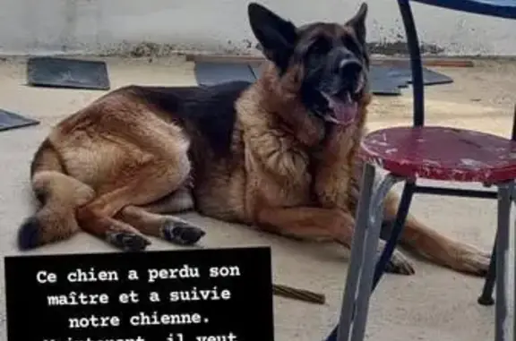 Berger allemand mâle trouvé à Égletons - photo