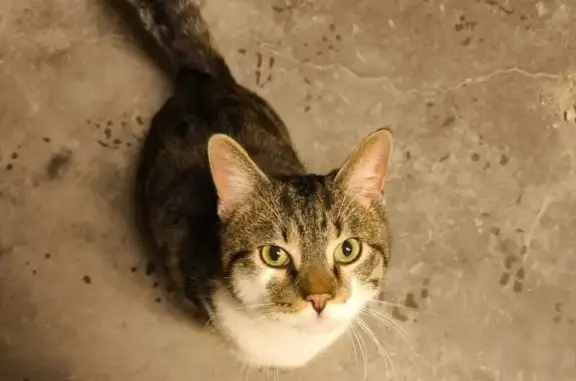 Chat mâle trouvé chez Lidl Stiring-Wendel - photo