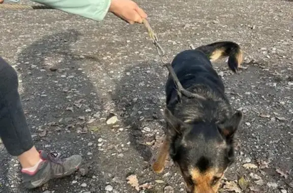 Chien trouvé sur le pont de l'autoroute - photo