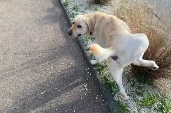 Animaux trouvés Étrépagny, photo: Labrador beige trouvé, rue Clemenceau, Étrépagny