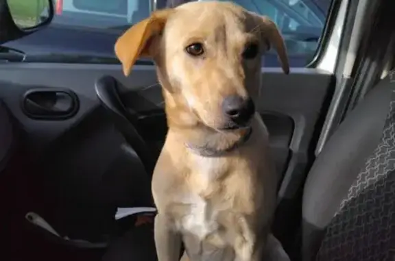 Chien trouvé à Champagne-sur-Oise - photo