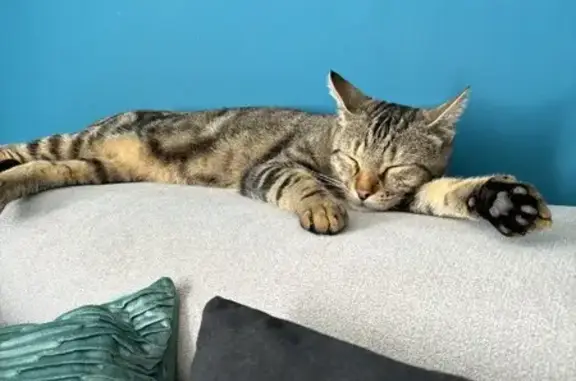 Animaux perdus Maromme, photo: Chat tigré disparu à Maromme, Rue Delattre