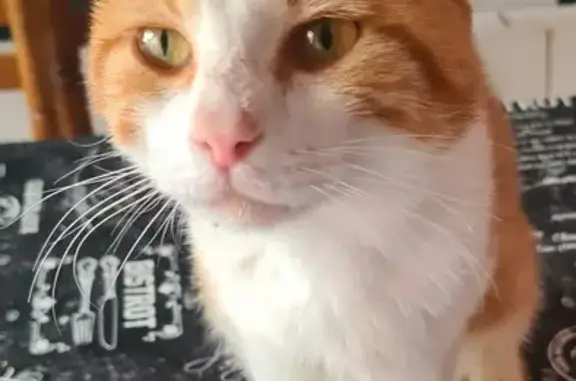 Animaux perdus , photo: Chat blanc et roux perdu à Chambaron