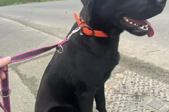 Chien trouvé , photo: Chien labrador noir trouvé à Caouënnec