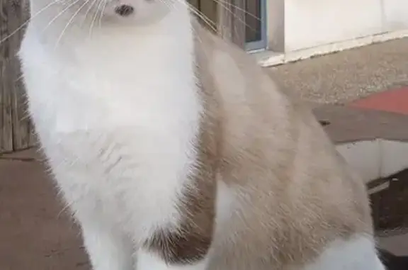Animaux perdus , photo: Chat perdu secteur La Longeville