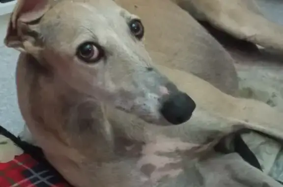 Perro perdido: Galgo hembra en Valencia