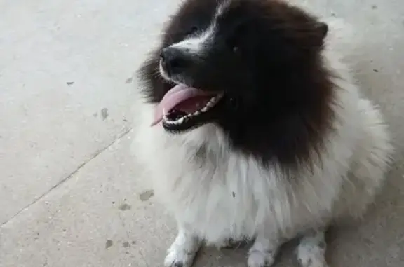 Chien perdu , photo : Samoyède disparue à Latillé, câline et douce