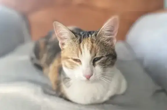 Chat trouvé Auterive, photo: Chaton trouvé coincé à Auterive