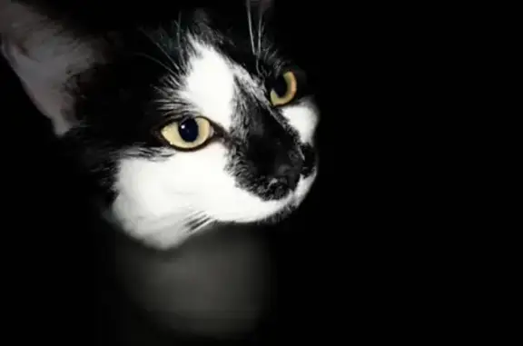 Animaux perdus , photo: Chatte noire et blanche perdue à Courlans