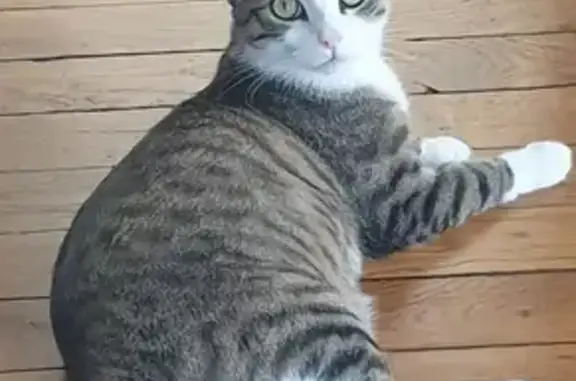 Animaux perdus Belfort, photo: Chatte tigrée perdue à Belfort
