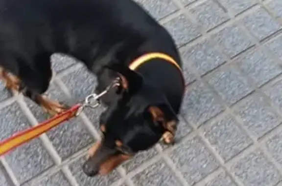 Perro perdido en Córdoba: Pincher negro