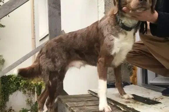 Chien trouvé Saint-Sébastien-de-Morsent, photo: Chien mâle marron trouvé à St-Sébastien