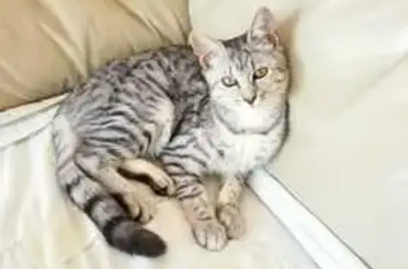 Animaux perdus Strasbourg, photo: Chat disparu à Strasbourg, Rue de l'Afrique