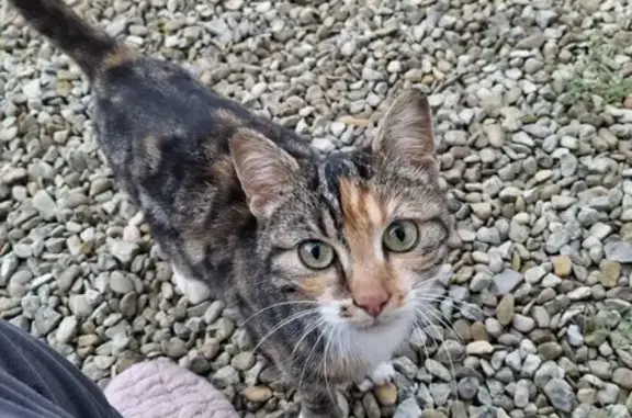 Chat trouvé Appoigny, photo: Chat trouvé à Appoigny, Route des Bries