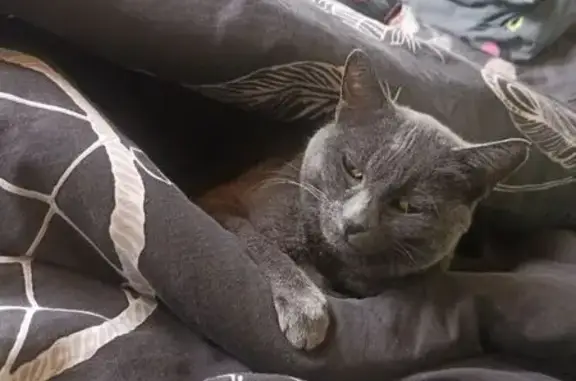 Chat Chartreux 12 ans perdu à Sarrebourg - photo