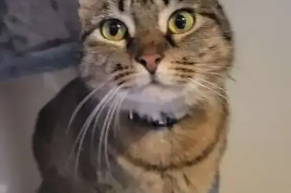 Chat perdu, , photo: Chat perdu à La Rochefoucauld-en-Angoumois